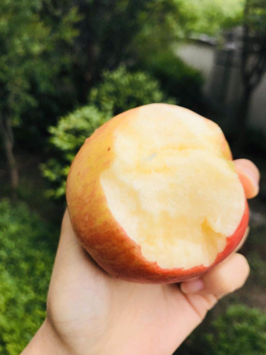 智利神仙果(阿布罗西亚苹果),口感脆甜,果肉紧实 香甜脆爽,果香浓郁