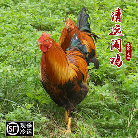 【广东清远阉鸡】正宗农家土鸡 新鲜现杀