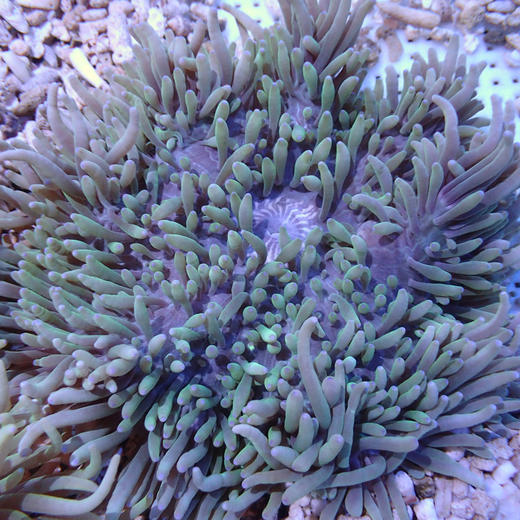 紫点葵 商品图5