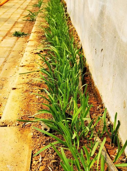 鸿翠园 有机韭菜 商品图8