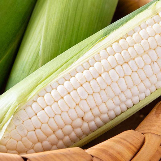 福建漳州牛奶水果玉米3斤包邮现摘现发农家种植颗粒饱满白如珍珠香甜