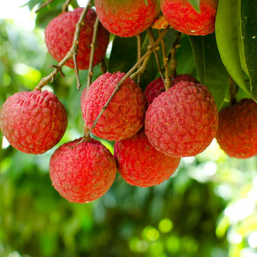 白糖罂荔枝嫩白软滑，平均能达到19°蜜甜 商品图1