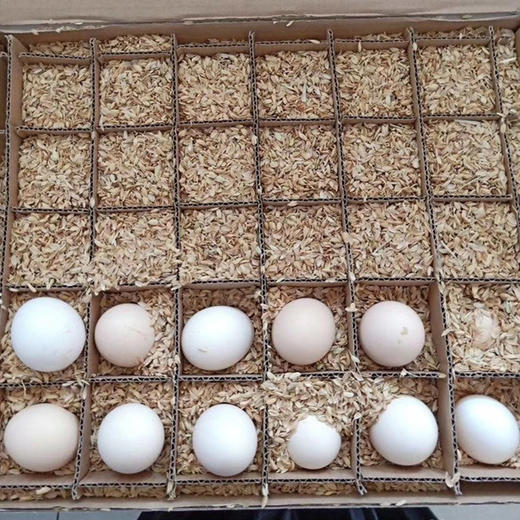 【散养土鸡蛋】农家散养，蛋香醇正，营养健康，回味无穷 商品图4
