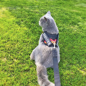 玲宠猫咪狗狗胸背带牵引绳遛狗绳遛猫胸背带中小型犬猫通用宠物用品