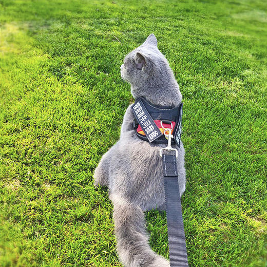 玲宠猫咪狗狗胸背带牵引绳遛狗绳遛猫胸背带中小型犬猫通用宠物用品 商品图0