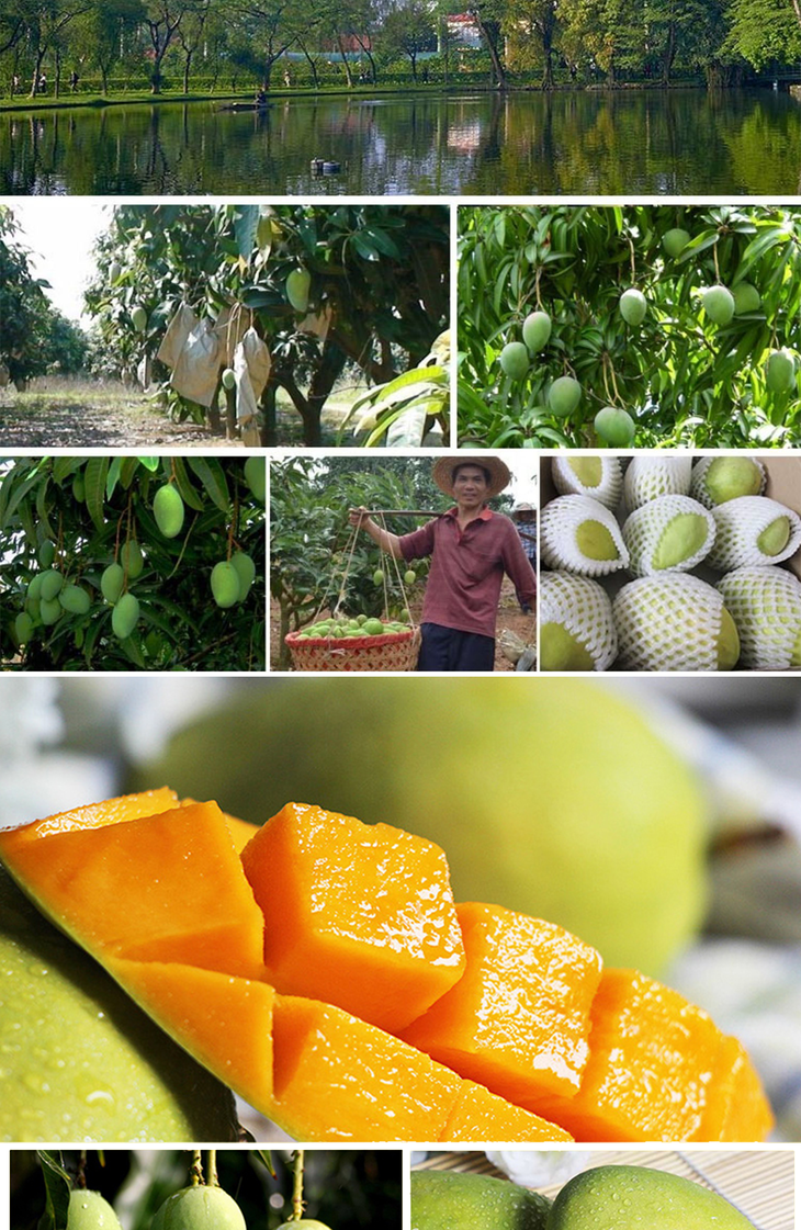 缅甸进口正宗圣德龙芒果缅甸小鸡芒香味十分浓郁纯甜多汁