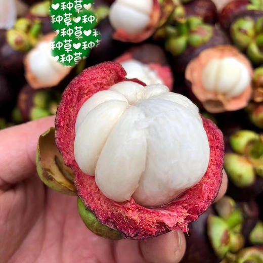 泰国空运山竹 7A大果 商品图4