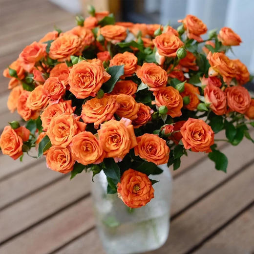 云南鲜花 基地直发 玫瑰花鲜花 橙色芭比【 10枝】