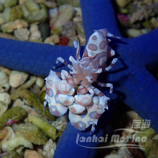 小丑虾 商品图8