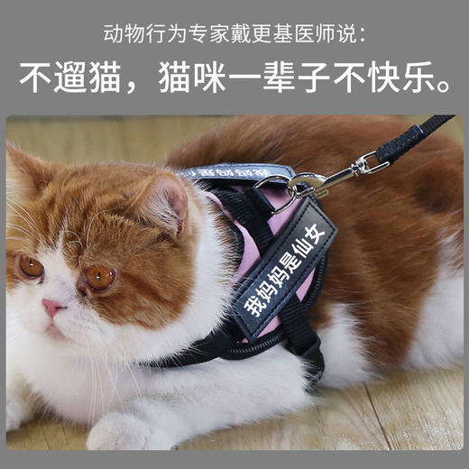 玲宠猫咪狗狗胸背带牵引绳遛狗绳遛猫胸背带中小型犬猫通用宠物用品 商品图1