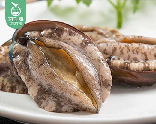 【叼鲜】东山鲜活鲍鱼/1盒（4-5个，共500g±30g） 商品图6