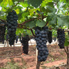 【云南好物】夏黑葡萄 2斤/3斤 彩箱装  顺丰直达 商品缩略图4