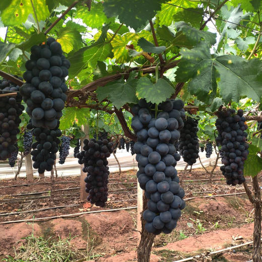 【云南好物】夏黑葡萄 2斤/3斤 彩箱装  顺丰直达 商品图4