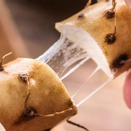 正宗河南温县垆土地铁棍山药，粉糯甘甜，药食同源 商品图1