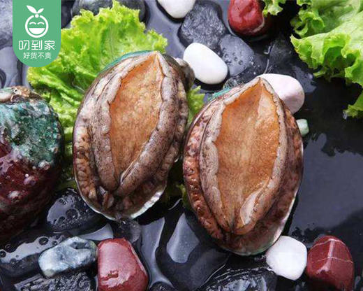 【叼鲜】东山鲜活鲍鱼/1盒（4-5个，共500g±30g） 商品图5