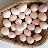 【散养土鸡蛋】农家散养，蛋香醇正，营养健康，回味无穷 商品缩略图3