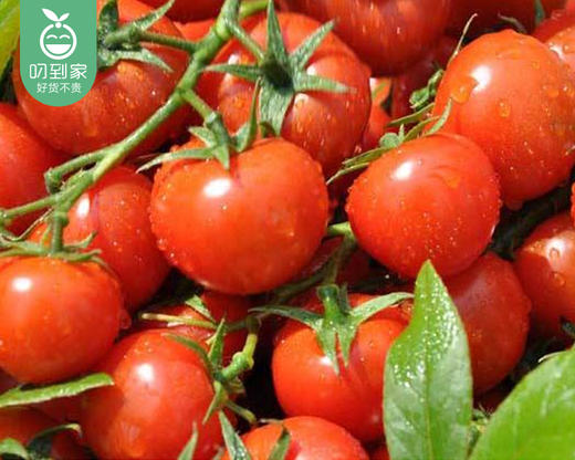 同安新鲜西红柿/1箱（2.5kg±100g） 商品图4