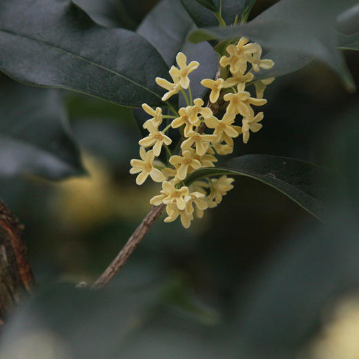 樨香无隐桂花老铁只闻花香不见花