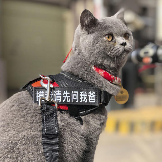 玲宠猫咪狗狗胸背带牵引绳遛狗绳遛猫胸背带中小型犬猫通用宠物用品 商品图2