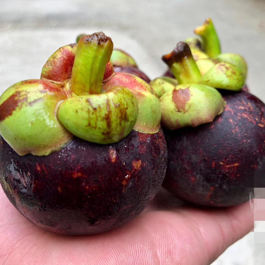 泰国空运山竹 7A大果 商品图6