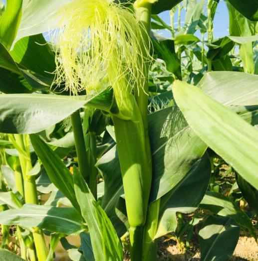 广西横县玉米笋带皮5斤具有独的清香口感脆甜鲜嫩可口包邮