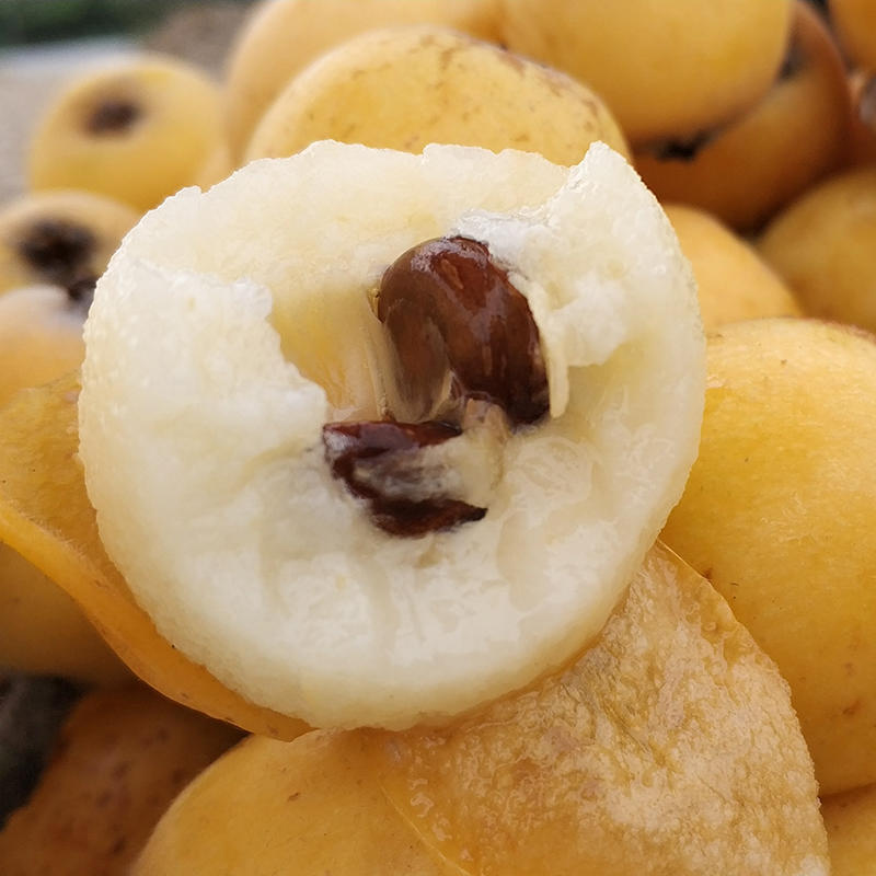 12发货【传说中的白肉枇杷】白玉&白沙枇杷皮薄鲜嫩甜蜜多汁果期短且