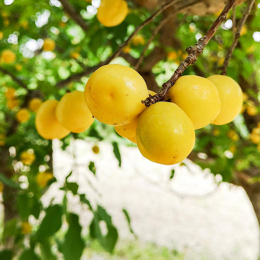 【天山的"白色蜂蜜"】新疆小白杏细腻多汁风味香甜来