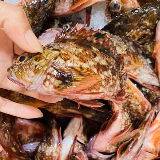 海鮮精選東山活鮮野生石翁魚順豐冷鏈直達得益於東山豐富的島礁資源