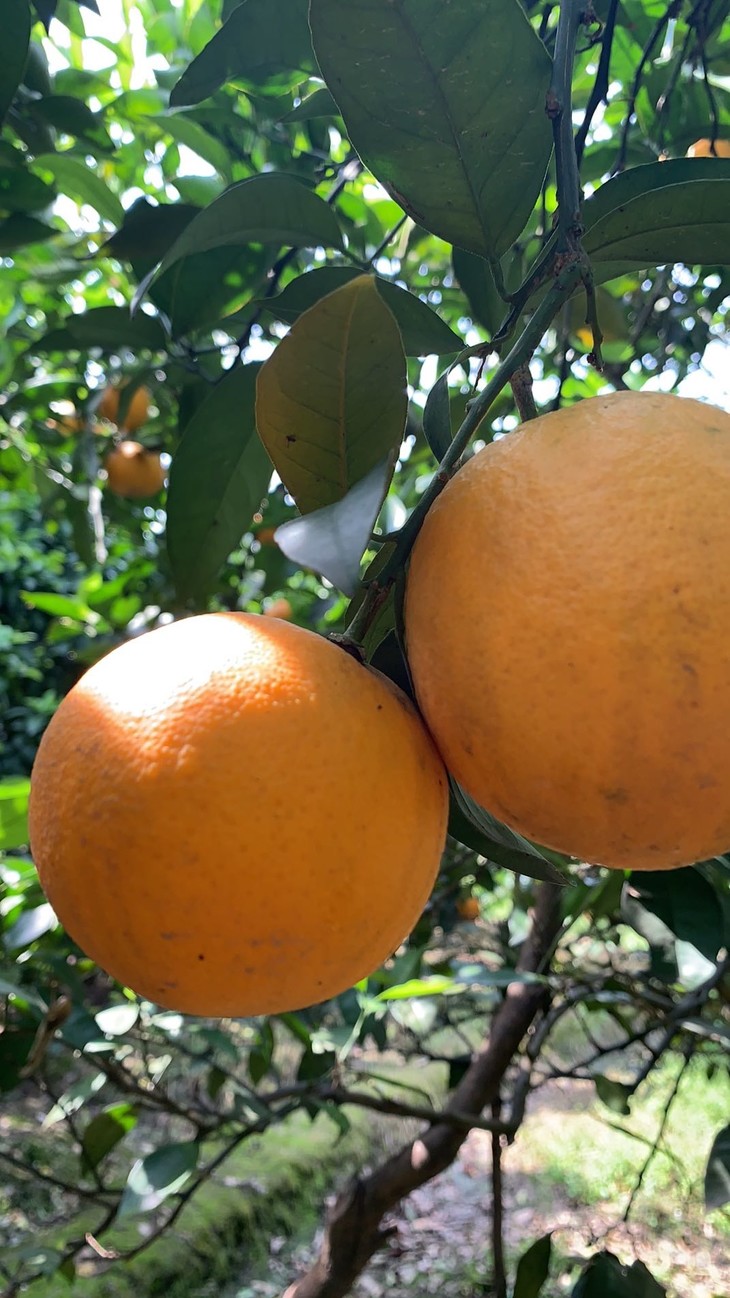 基地直邮桂林高山富硒夏橙5斤装 (仅售65 )