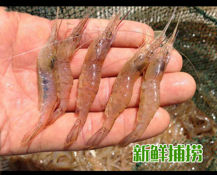 野生海捕白刺虾 1包 约250g 叼到家 好货不贵