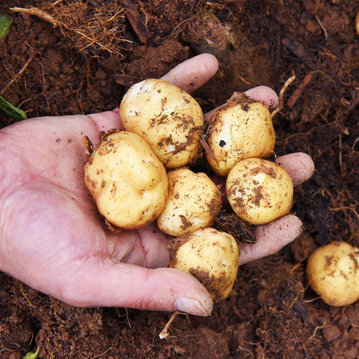 恩施小土豆 商品图9