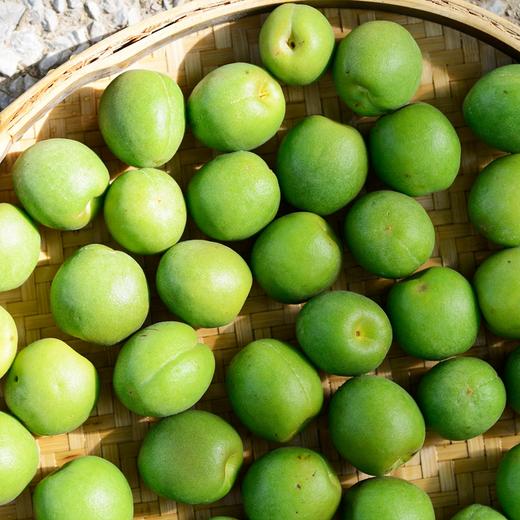 云南高山青梅顺丰包邮新鲜现摘果肉饱满果香浓郁核小多汁4种规格任选