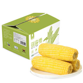 【10根】东北糯玉米甜粘玉米棒非转基因真空包装新鲜即食粗粮免煮