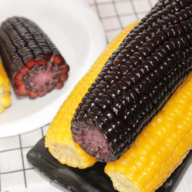 组合装10根东北糯玉米粘玉米棒非转基因真空包装新鲜即食黑黄玉米
