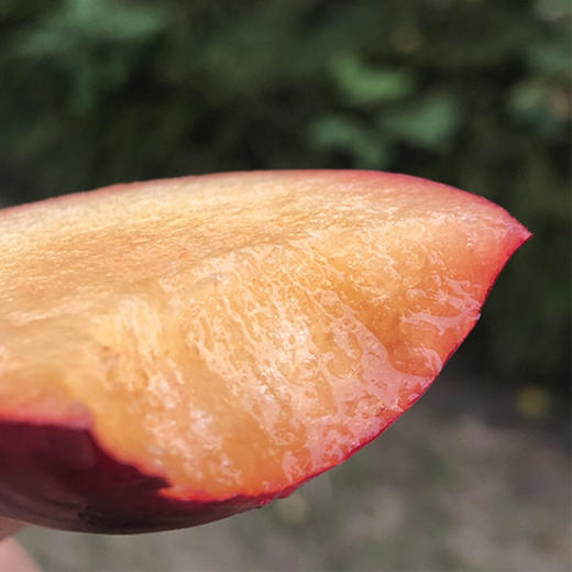 智利太阳李 | 明艳艳的紫红色里透着黄,漂亮又好吃,水润脆甜,硬的直接