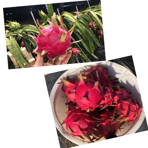 【顺丰包邮】【海南生态树熟火龙果】现采摘海南金都1号红火龙果1树上熟基地直邮 商品图1