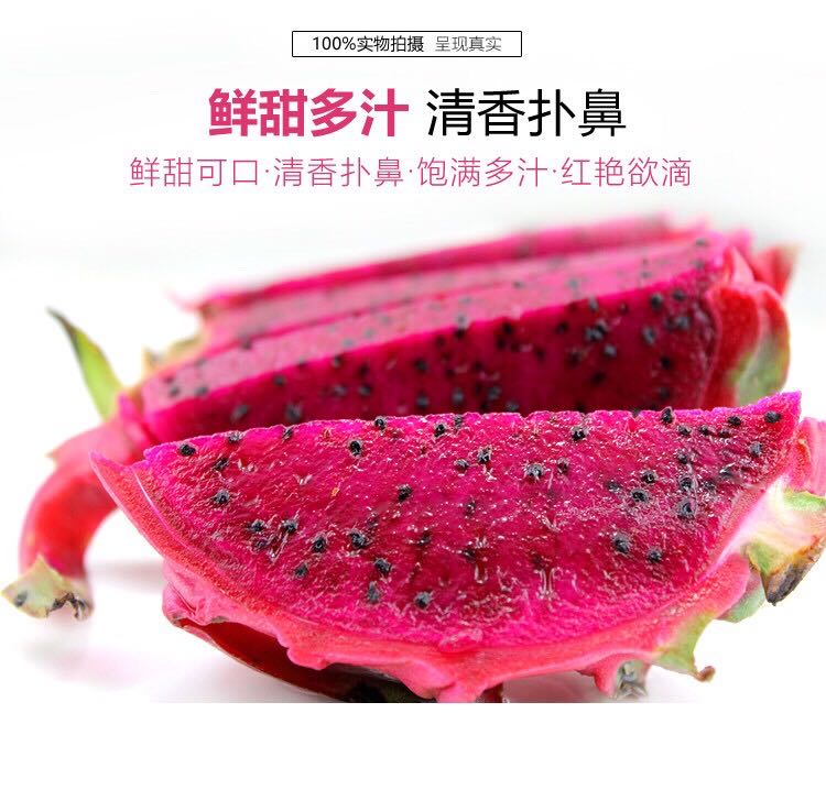 【顺丰包邮】【海南生态树熟火龙果】现采摘海南金都1号红火龙果1树上熟基地直邮