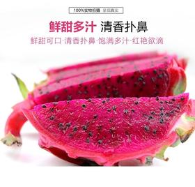 【顺丰包邮】【海南生态树熟火龙果】现采摘海南金都1号红火龙果1树上熟基地直邮