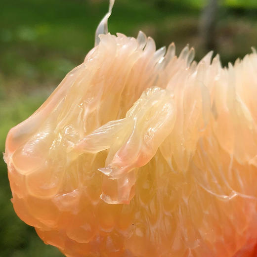 泰国ick金丝柚好吃的柚子柔嫩香滑回味无穷