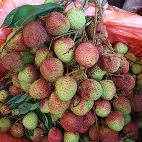 荔枝