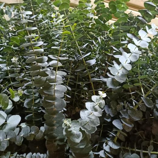 尤加利叶-小叶  若干枝/扎 商品图2