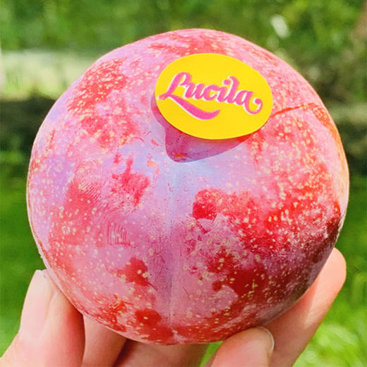 智利太阳李 | 明艳艳的紫红色里透着黄,漂亮又好吃,水润脆甜,硬的直接