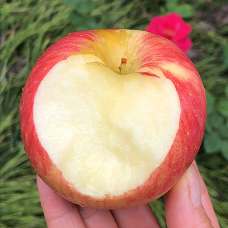 新西兰神仙苹果稀有品种红颜粉嫩鲜活脆嫩清新水分足10只