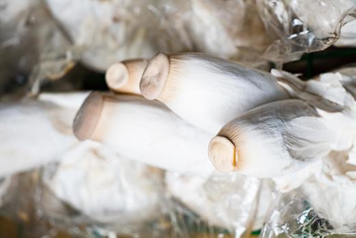 社区团购 凤归巢 有机精品杏鲍菇 每斤独立包装 顺丰包邮 商品图4