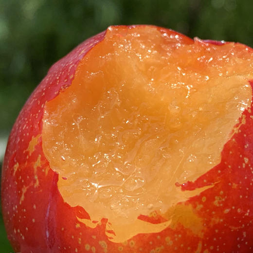 智利太阳李 | 明艳艳的紫红色里透着黄,漂亮又好吃,水润脆甜,硬的直接