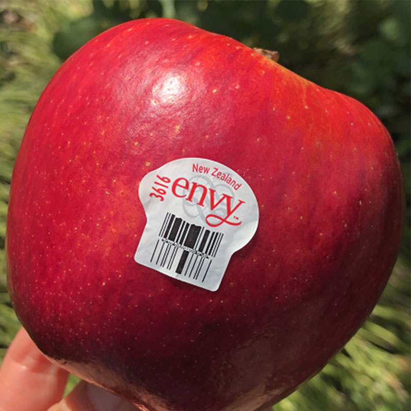 新西兰爱妃苹果|  超级红宝石，光滑红亮亮的，新果子就是清脆甜，浓浓的玫瑰香苹果香焦糖味儿~