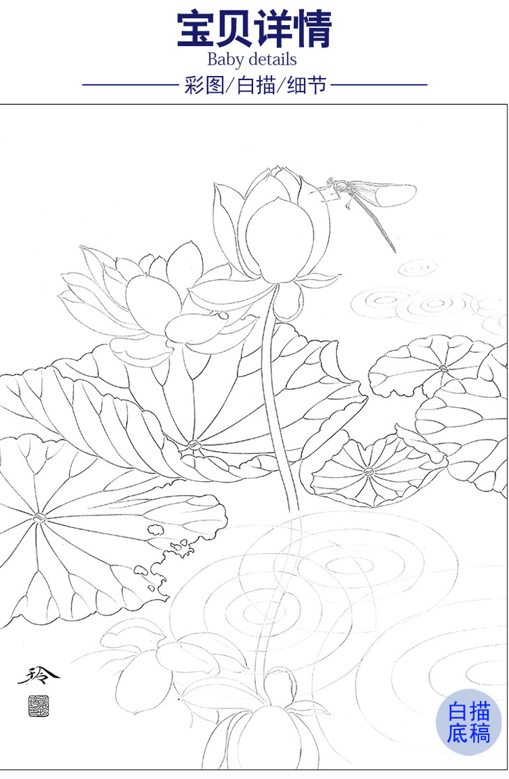 郑玲玲工笔画白描底稿蜻莲生趣多种白描尺寸可选zla4