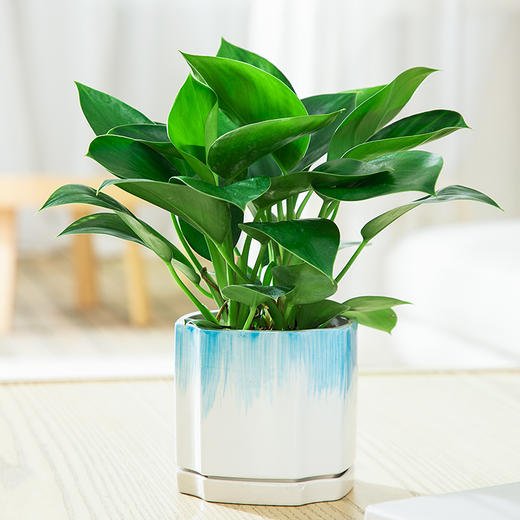 铂金钻小苹果蓝宝石发财树盆栽植物办公室绿植室内观赏花卉清新空气