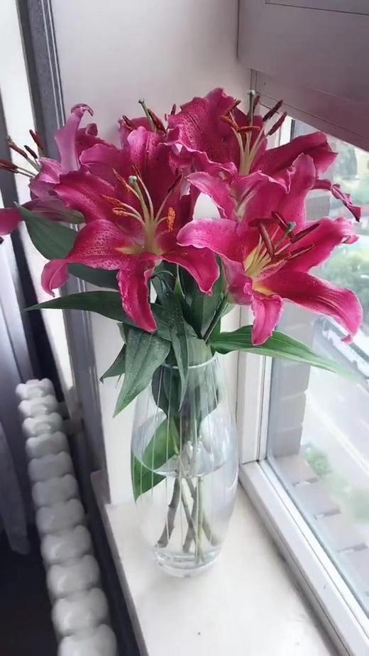 2bh百合西诺红两头10枝扎