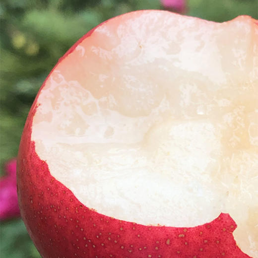 新西兰piqaboo红啤梨  | 很美很仙,飘着桃香,非常细致爽脆,蜜汁汪汪,甜到心窝了! 商品图3